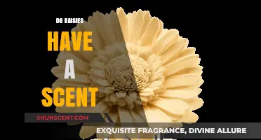 Do Daisies Have a Scent? Unveiling the Fragrant Truth