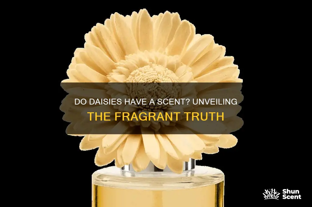 do daisies have a scent
