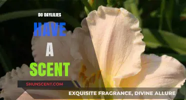 Do Daylilies Have a Scent? Unveiling the Fragrant Truth