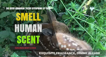 Do Deer Abandon Fawn When Detecting Human Scent? Facts Revealed