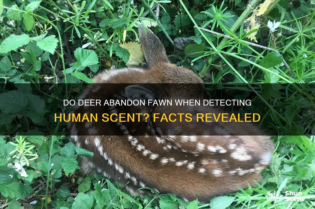 do deer abandon their offspring if they smell human scent