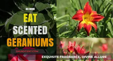 Do Deer Eat Scented Geraniums? Protecting Your Garden Naturally