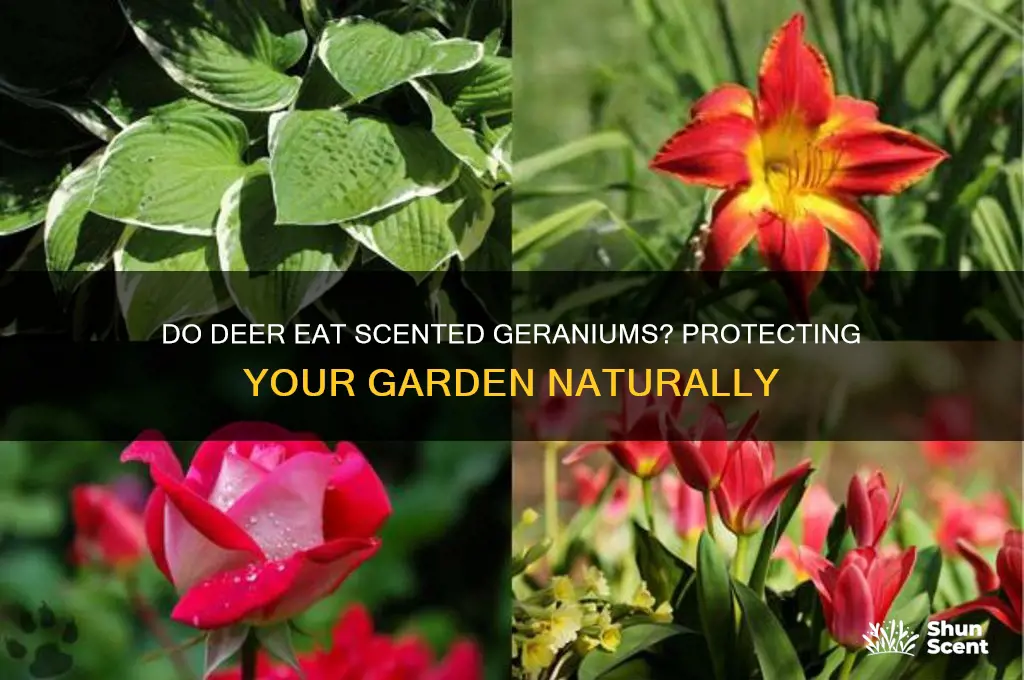 do deer eat scented geraniums