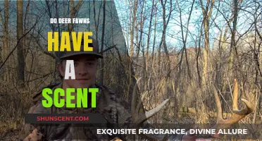 Unveiling the Mystery: Do Deer Fawns Carry a Unique Scent?