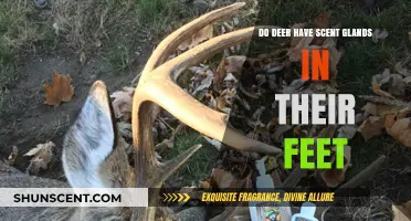 Unveiling the Mystery: Do Deer Possess Scent Glands in Their Feet?
