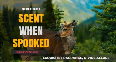 Do Deer Leave a Scent When Spooked? Uncovering the Truth