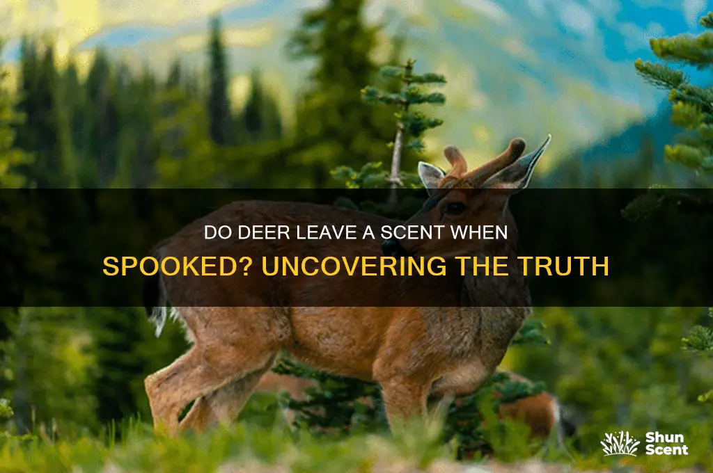 do deer leave a scent when spooked