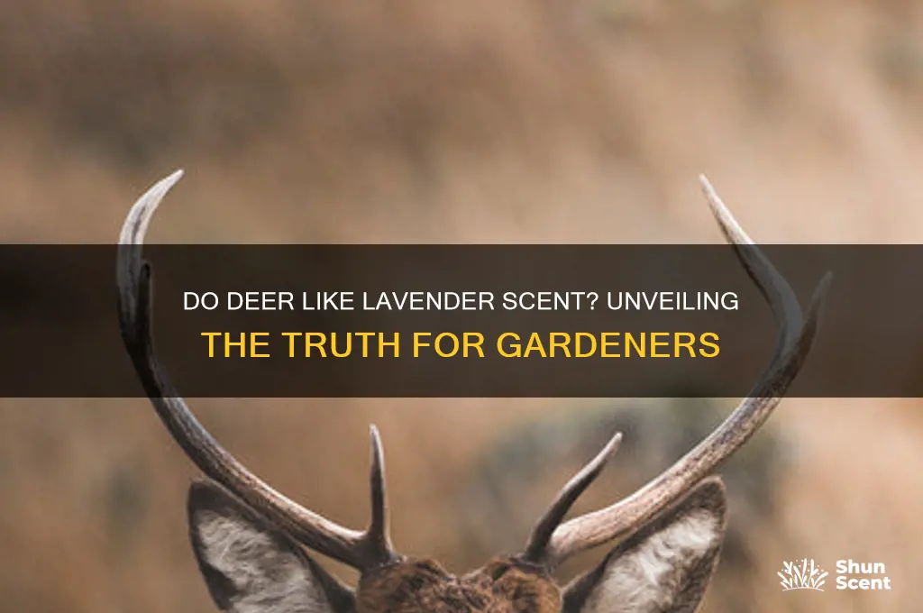 do deer like lavender scent