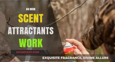 Do Deer Scent Attractants Really Work? Unveiling the Truth for Hunters