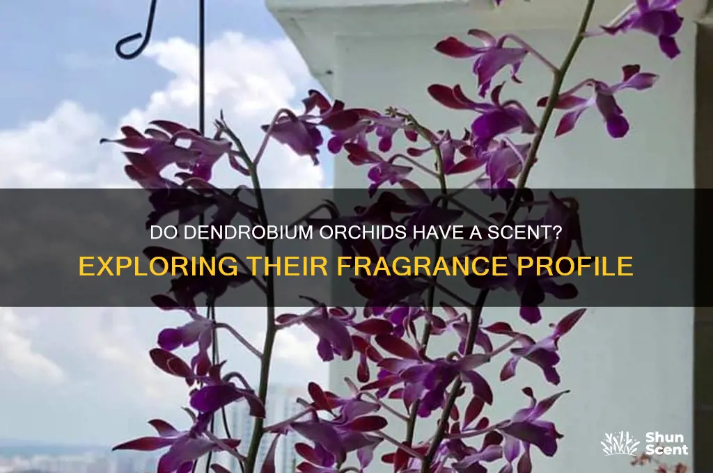 do dendrobium orchids have a scent