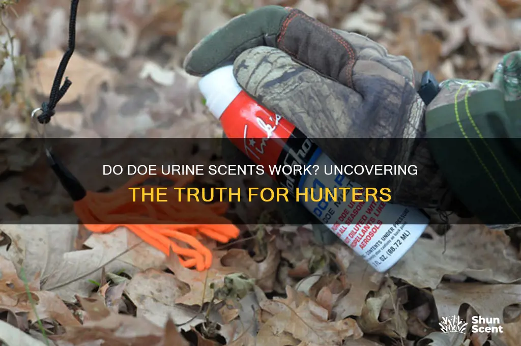 do doe urine scents work