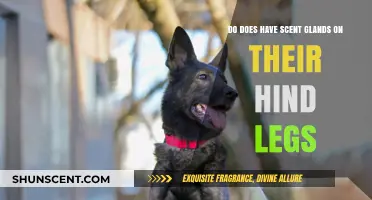 Unveiling the Mystery: Do Dogs Have Scent Glands on Their Hind Legs?