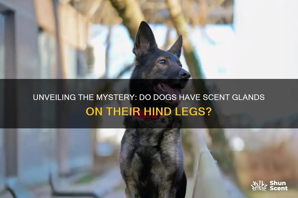 do does have scent glands on their hind legs