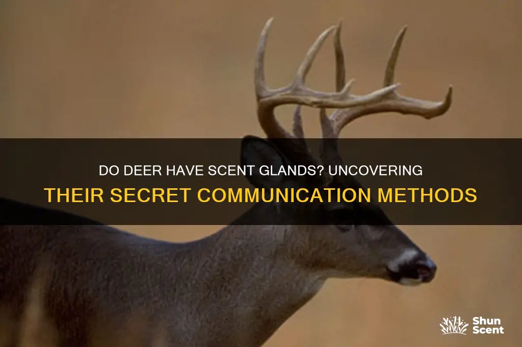 do does have scent glands