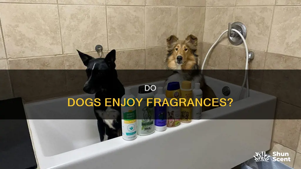 do dog like perfume