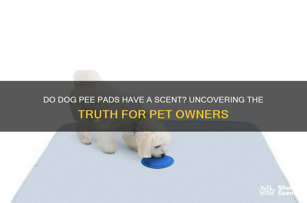 do dog pee pads have a scent