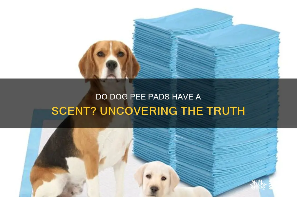 do dog pee pee pads have a scent