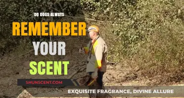 Canine Memory: Do Dogs Forever Recognize and Remember Your Unique Scent?
