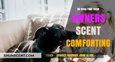 Dogs and Their Owners: The Comforting Power of Familiar Scents