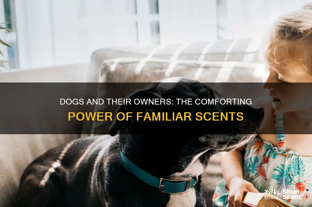 do dogs find their owners scent comforting