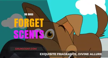 Do Dogs Forget Scents? Unraveling Canine Olfactory Memory Mysteries