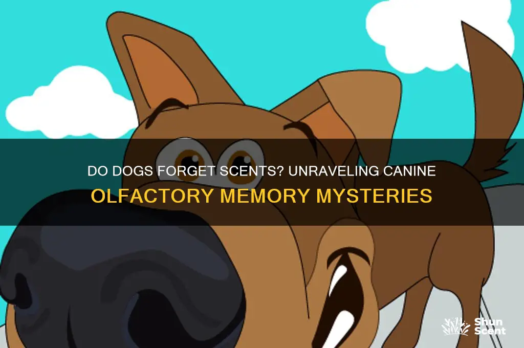 do dogs forget scents