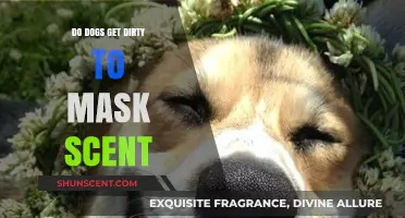 Do Dogs Roll in Dirt to Mask Their Scent? Exploring Canine Behavior