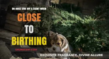 Do Dogs Emit a Unique Scent Nearing Labor and Delivery?