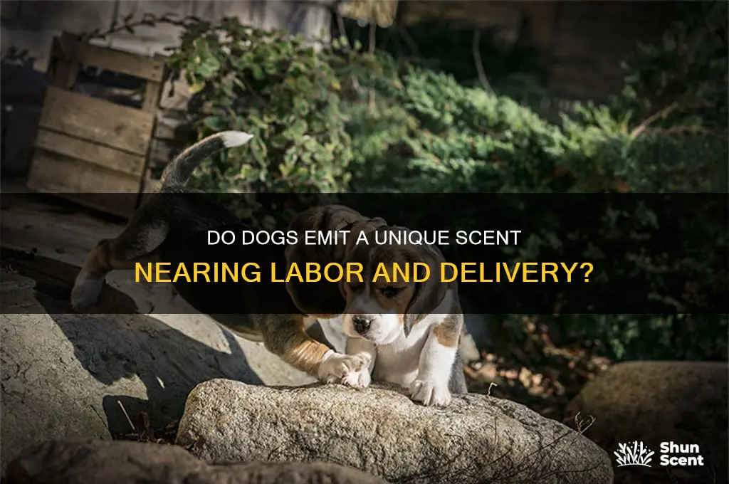 do dogs give off a scent when close to birthing
