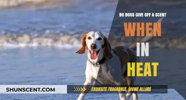 Understanding Canine Heat Cycles: Do Dogs Emit a Scent When in Heat?