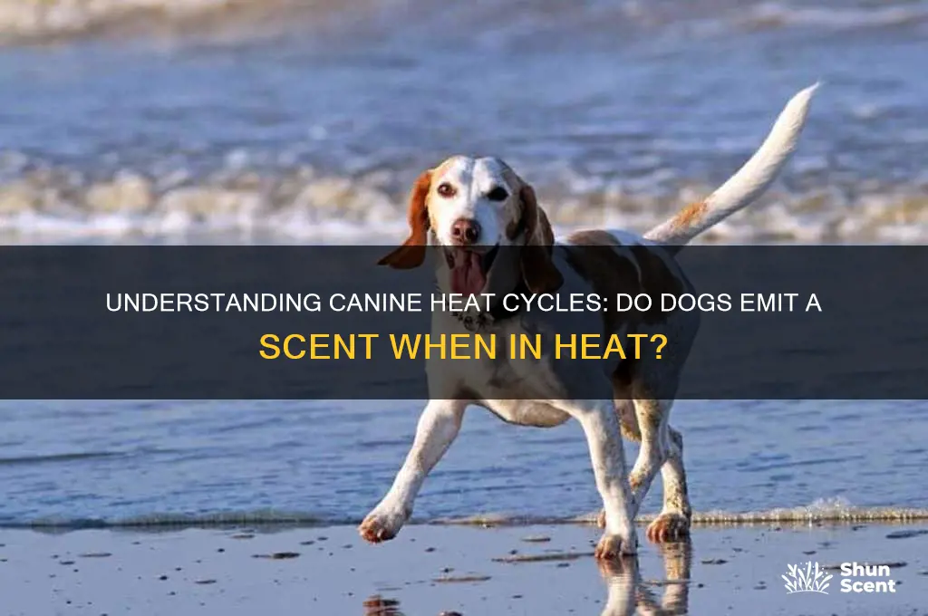do dogs give off a scent when in heat