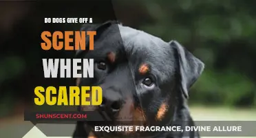Do Scared Dogs Emit a Unique Scent? Uncovering Canine Fear Pheromones