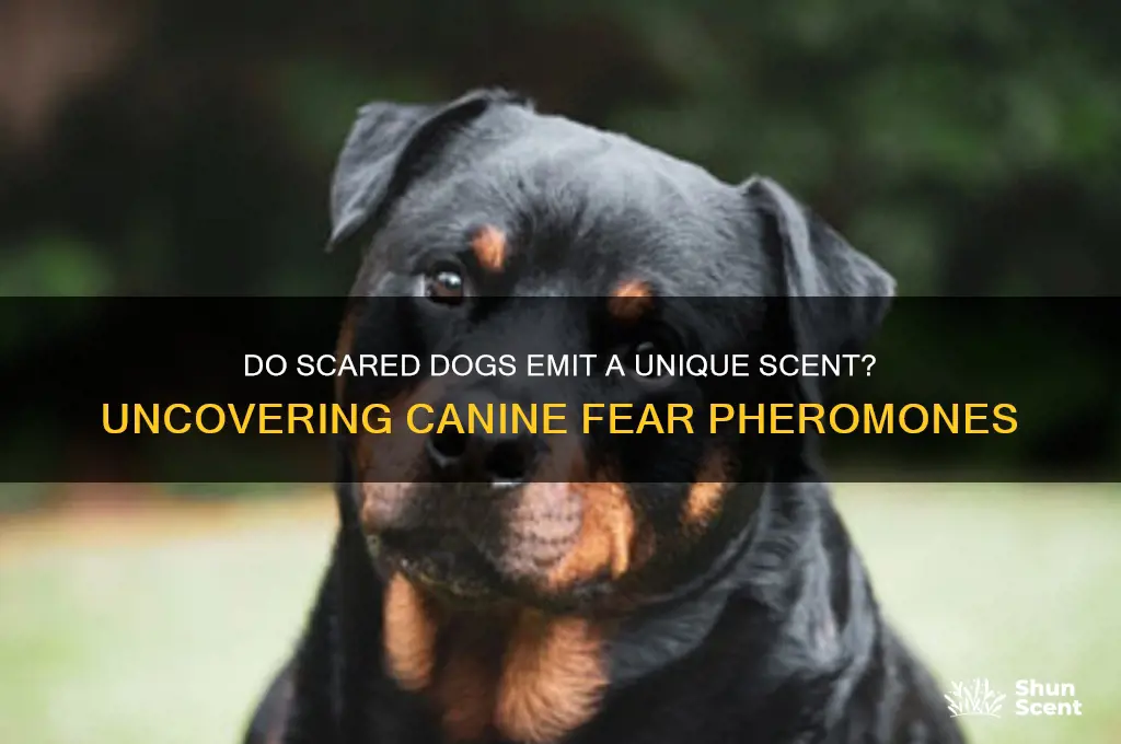 do dogs give off a scent when scared