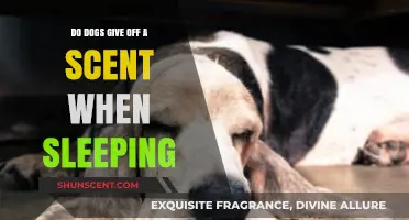 Do Sleeping Dogs Emit a Unique Scent? Exploring Canine Rest Aromas