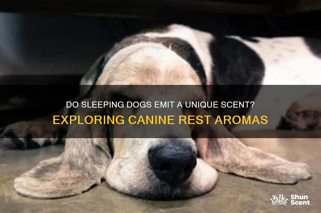 do dogs give off a scent when sleeping