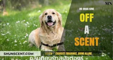 Uncovering the Truth: Do Dogs Emit a Distinct Scent?