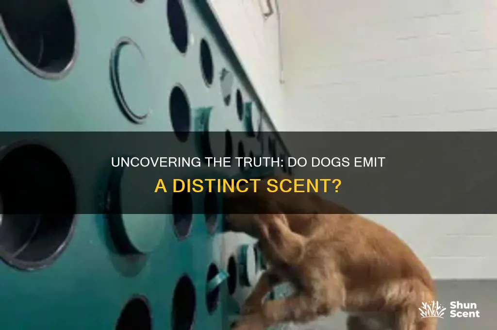 do dogs give off a scent