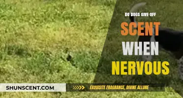 Do Nervous Dogs Release a Distinct Scent? Uncovering Canine Anxiety Signals