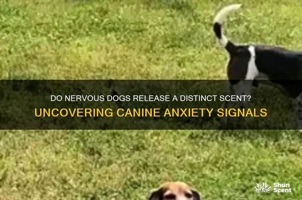 do dogs give off scent when nervous