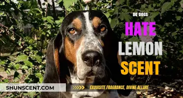 Do Dogs Hate Lemon Scent? Uncovering the Truth Behind the Aroma
