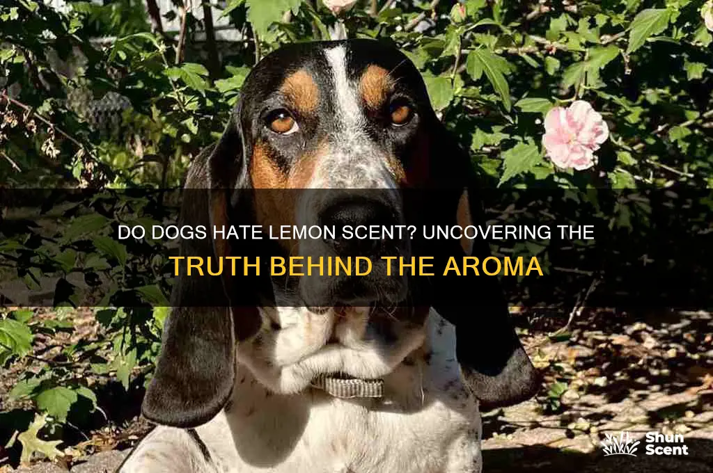 do dogs hate lemon scent