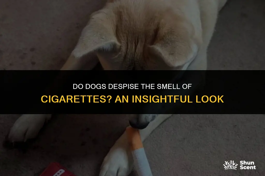 do dogs hate the smell of cigarettes