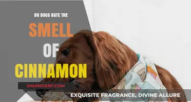 Do Dogs Despise Cinnamon's Aroma? Unraveling Canine Olfactory Mysteries