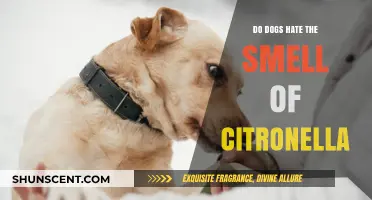 Do Dogs Despise Citronella? Unveiling the Truth Behind the Scent