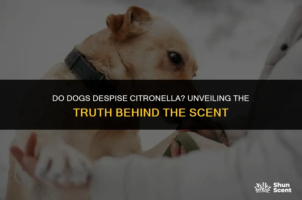 do dogs hate the smell of citronella