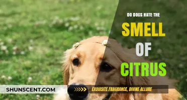 Canine Citrus Aversion: Fact or Fiction?