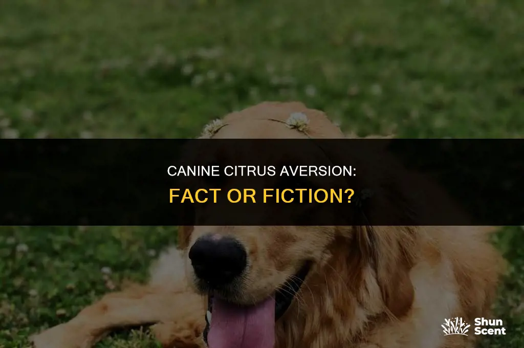do dogs hate the smell of citrus