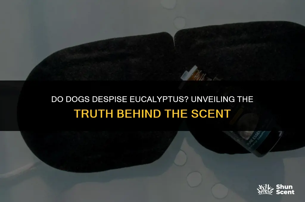 do dogs hate the smell of eucalyptus
