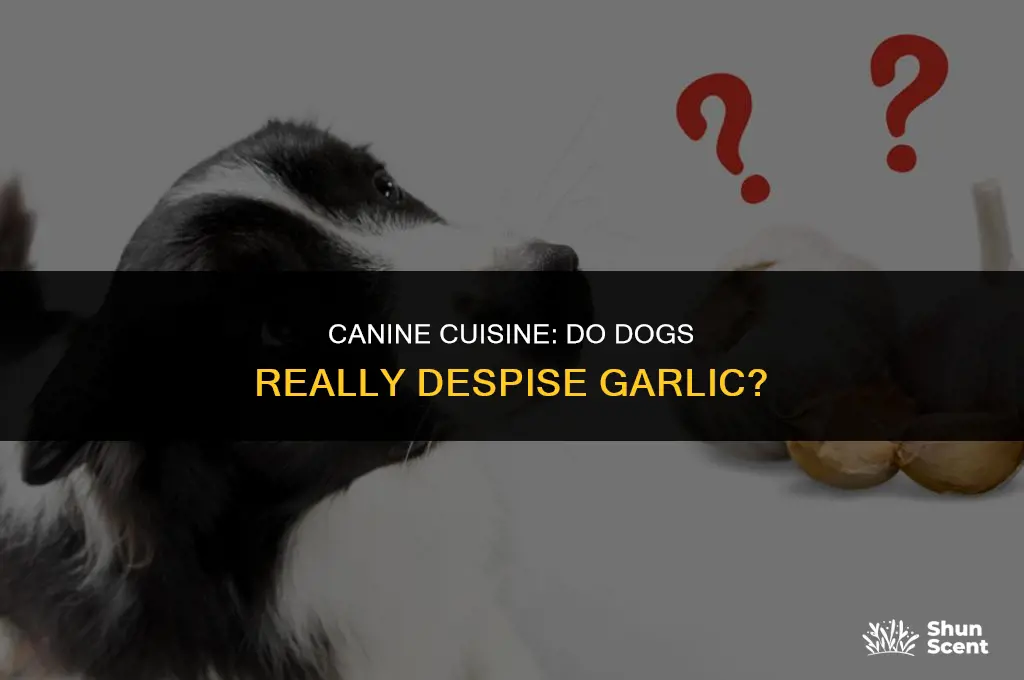 do dogs hate the smell of garlic