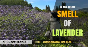 Lavender: A Scent Dogs Despise or Just a Myth?